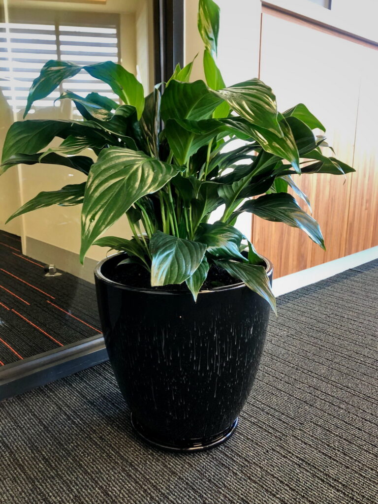 An indoor plant supplied by Prince Excavations, the ideal addition  to enhance your office space.